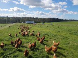 Willow Zen Free Range4